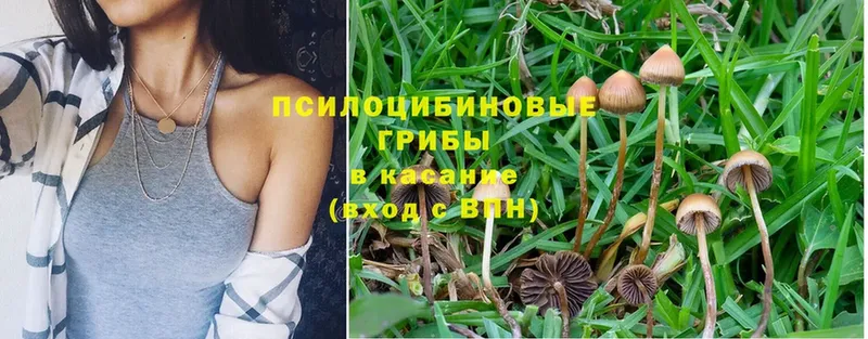 дарнет шоп  Верея  Псилоцибиновые грибы Psilocybine cubensis 